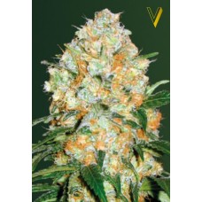 Семена конопли Auto Bubblegum+ Pro (Auto Bubblegum +) Автофеминизированные Victory seeds